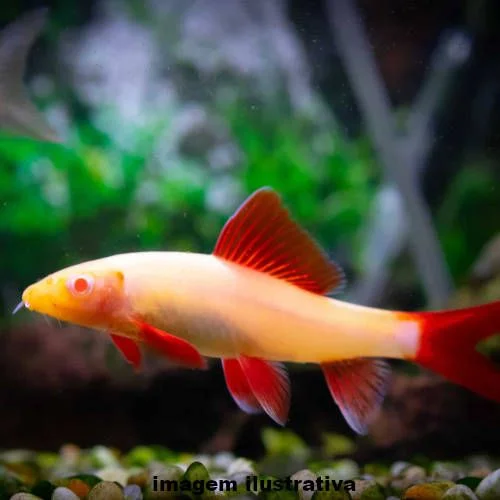 Labeo Frenatus Albino