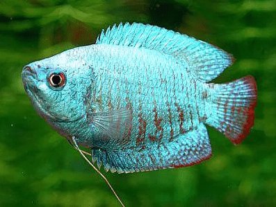 Colisa Azul