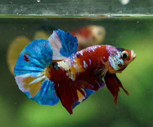 Betta Macho Candy