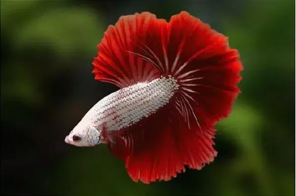 Betta Macho Dragon