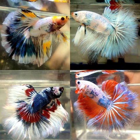 Betta Macho Fancy