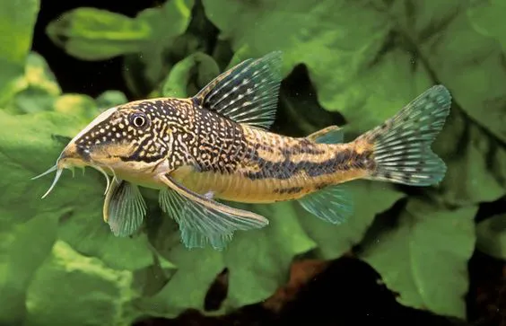 Corydora Barbatus
