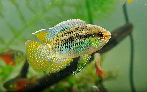 Curviceps