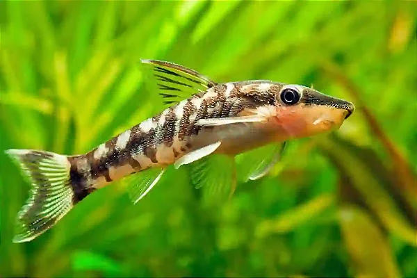 CASCUDO OTOCINCLUS