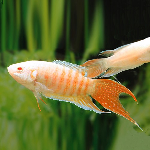 PARAISO ALBINO