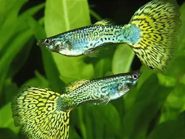 GUPPY MATRIZ