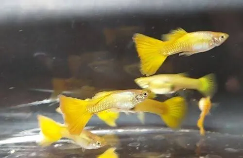GUPPY YELLOW CASAL