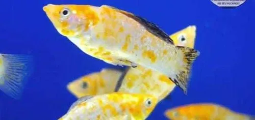 Molinesia Pingo de Ouro