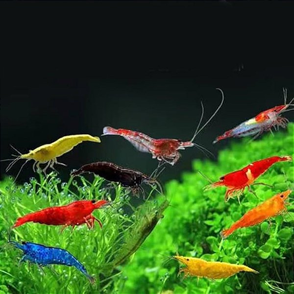Camarão Neocaridina