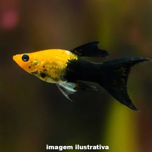 Molinesia Gold Black Lyra