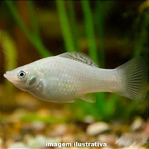 Molineisa Prata