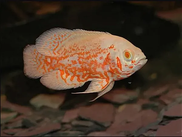 Oscar Tiger Albino
