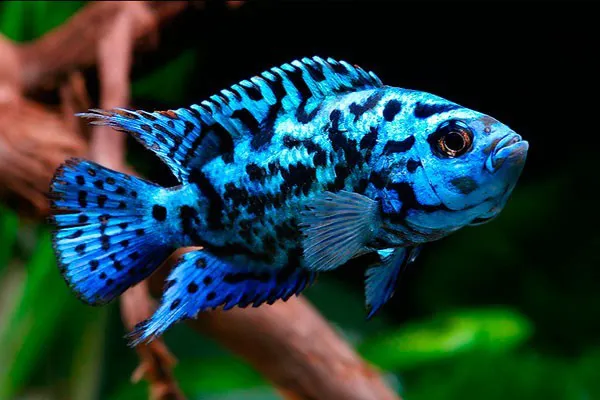 Jack Dempsey Blue