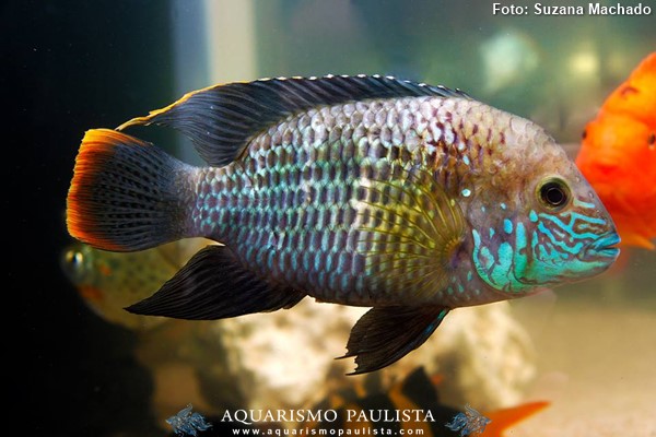 Green Terror | Andinoacara Rivulatus