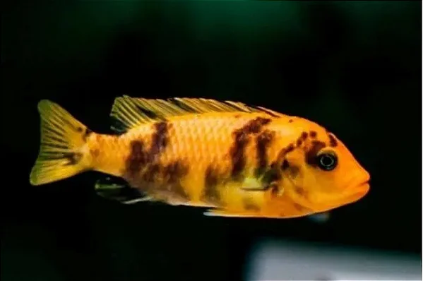 Zebra Borrado