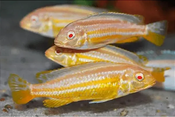 Auratos Albino Juvenil