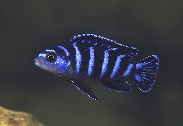 Demasoni Pombo
