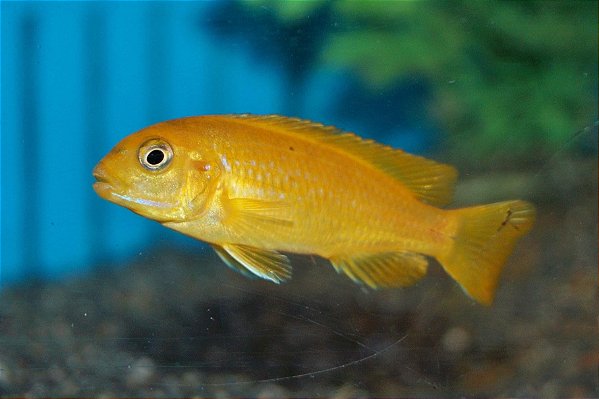 Saulosi