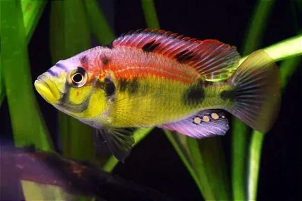 Haplochromis Yellow Belly