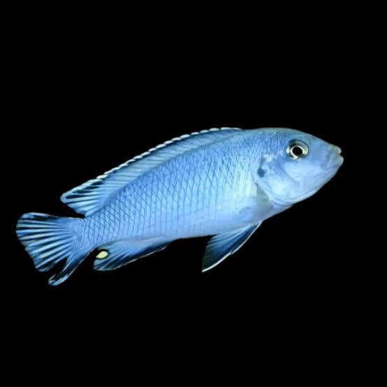 Pindani (Pseudotropheus socolofi)