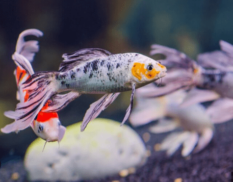 Carpa Véu 8cm