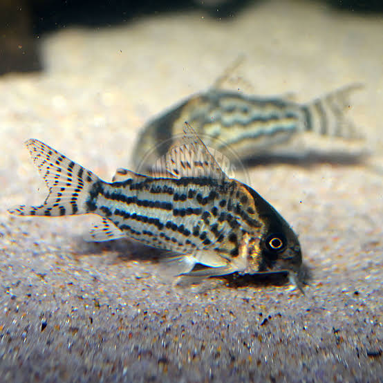 Corydora Schwartzi (Pequeno)