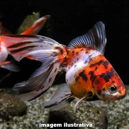 Japonês Kinguio Calico (Grande)