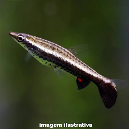 Peixe Lápis Nannostomus Eques
