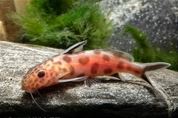 Synodontis Petricola Gold
