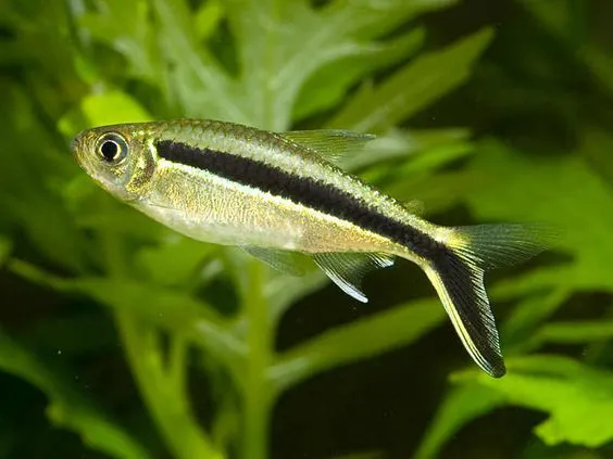 Tetra Pinguim