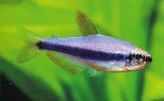 Tetra Puxa Puxa