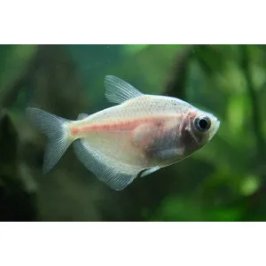 Tetra Rosa