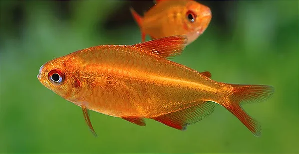 Tetra Red Cherry