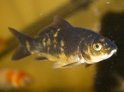 Carpa Parda