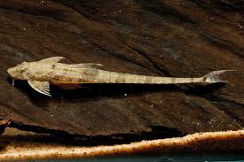 Rineloricaria Fallax