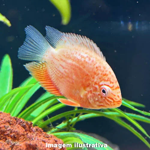 Acara Severum Red Spot