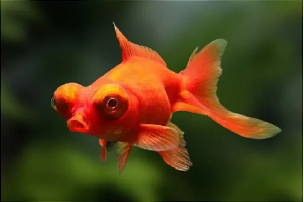 Japonês Telescópio Vermelho