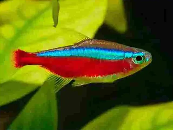 Neon Cardinal