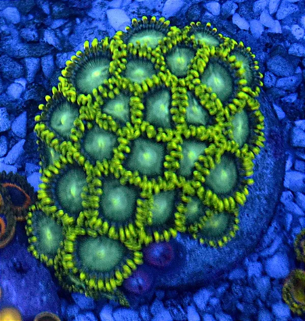 Zoanthus Radioative