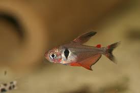 Hyphessobrycon Pantanal