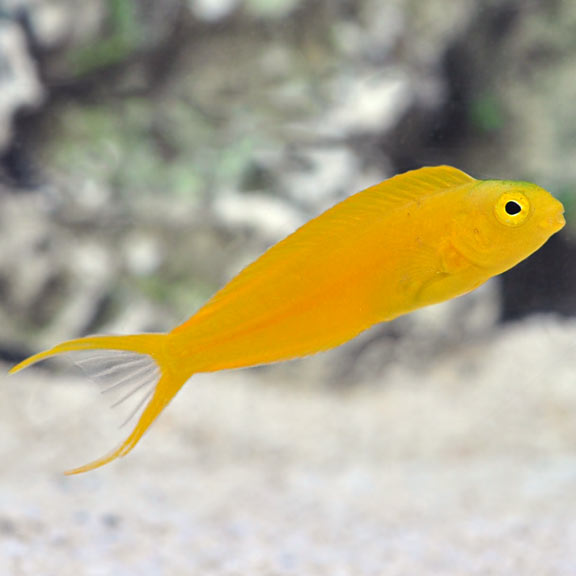 Yellow Fiji Canary Blênio