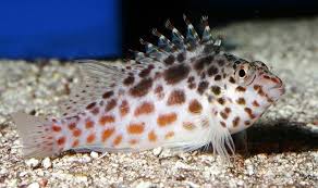 Spotted Hawkfish