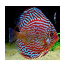 Disco Red Turquesa