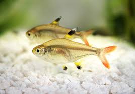 Tetra Pristela Gold