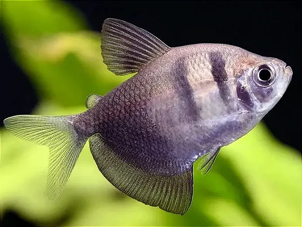 Tetra Preto
