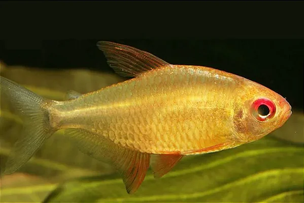 Tetra Tangerina