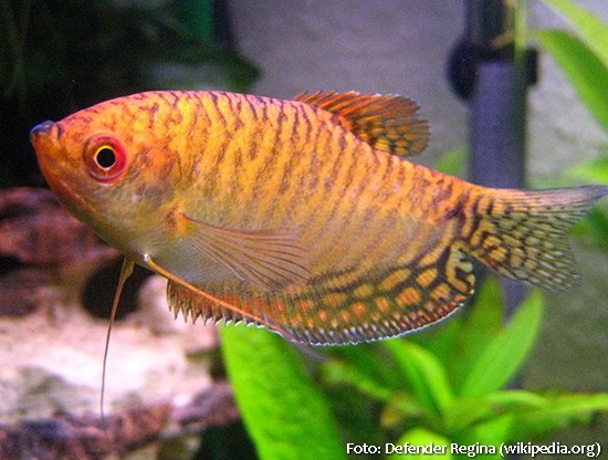 Tricogaster Ouro Matriz