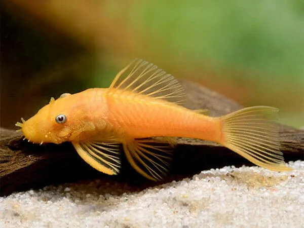 Cascudo Ancistrus Albino