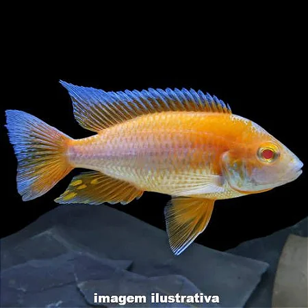 Aulonocara Eureka Albina