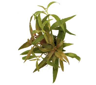 Alternanthera reineckii (Splendida)